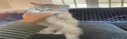 British Shorthair cats for sale: TICA reg - black golden spotted BSH boy - Advert 3