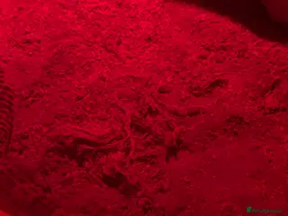 Gecko reptiles Gekos - Advert 4