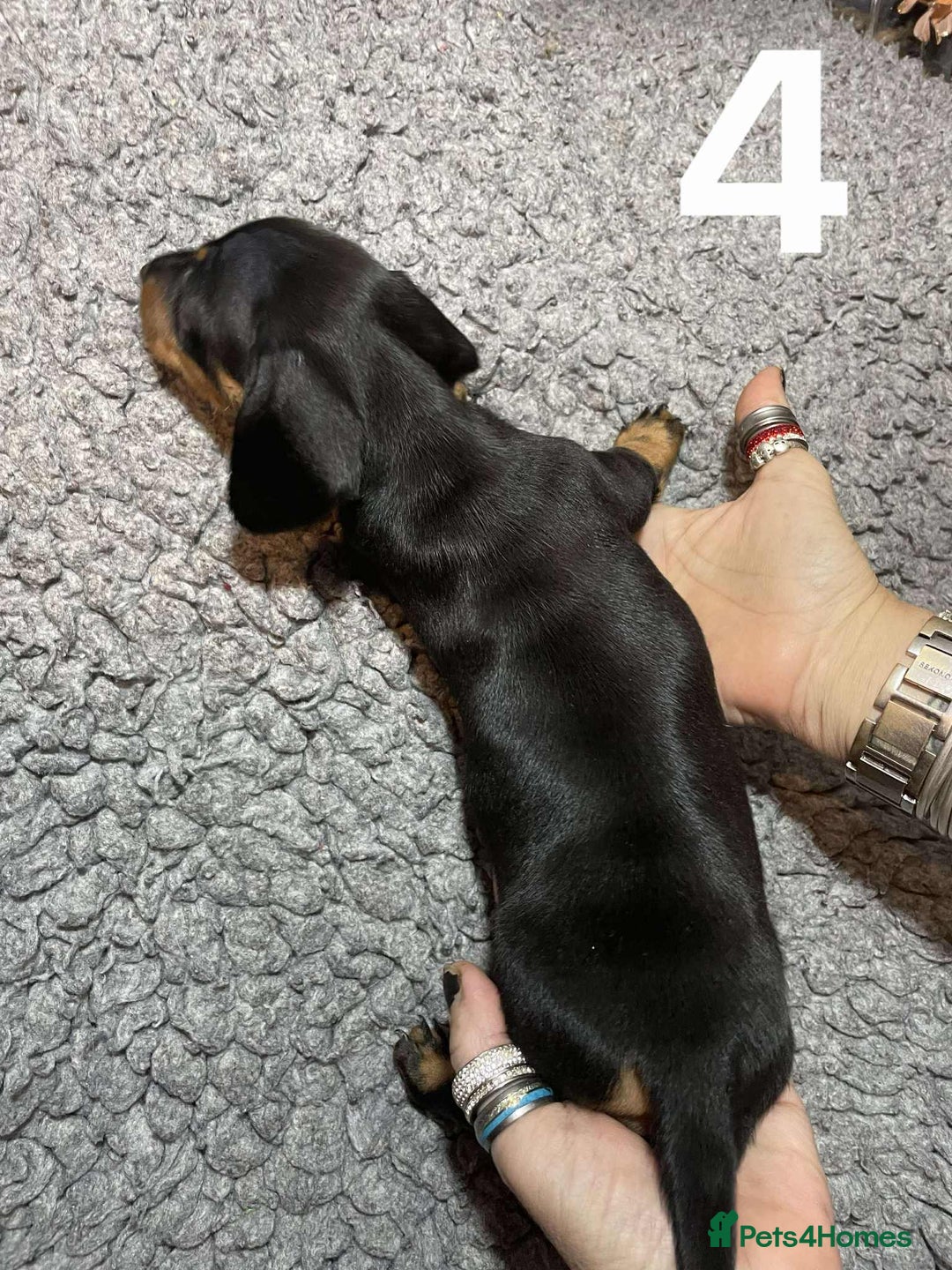 Dachshund dogs for sale: Stunning Litter of dachshund Puppies - Advert 12