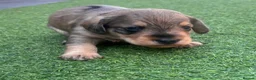 Mixed Breed dogs for sale: Beautiful miniature Schnoxie - Advert 6