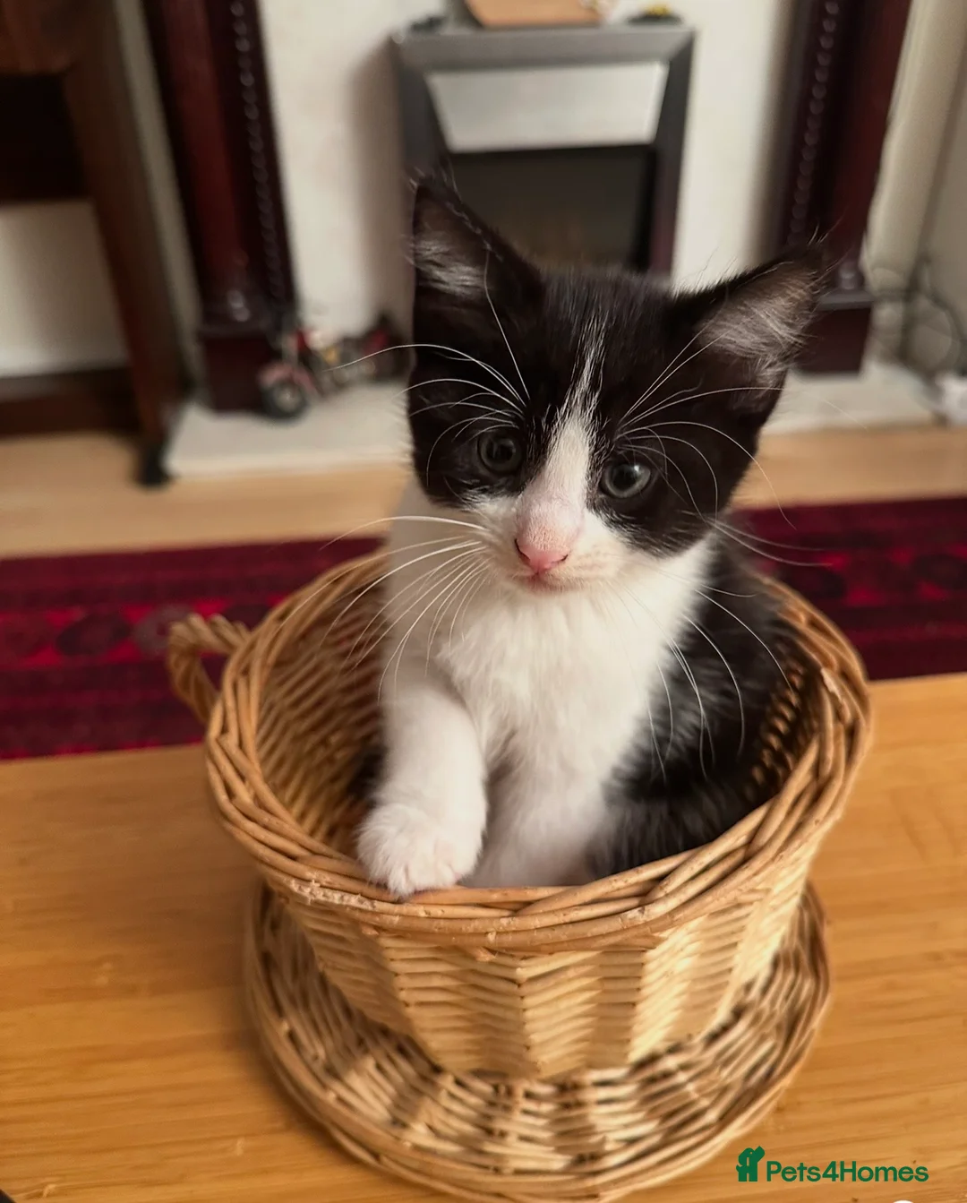 Ragdoll cats for sale: Ready NOW4 Kittens – Ragdoll Mom &shorthair Dad 🐾 - Advert 2