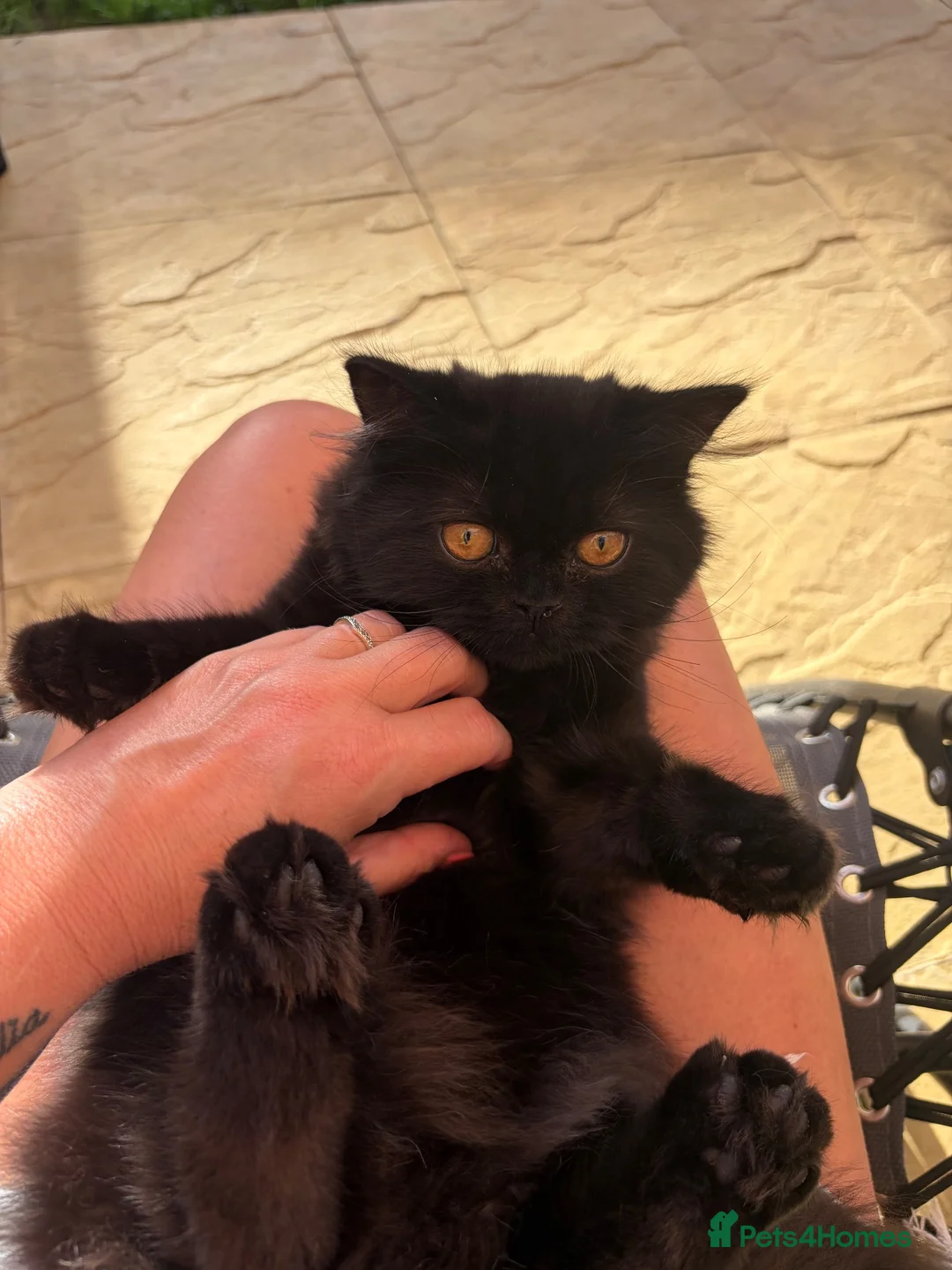 Scottish Fold cats for sale: Beautiful fluffy Scottish straight female kitten - Advert 1