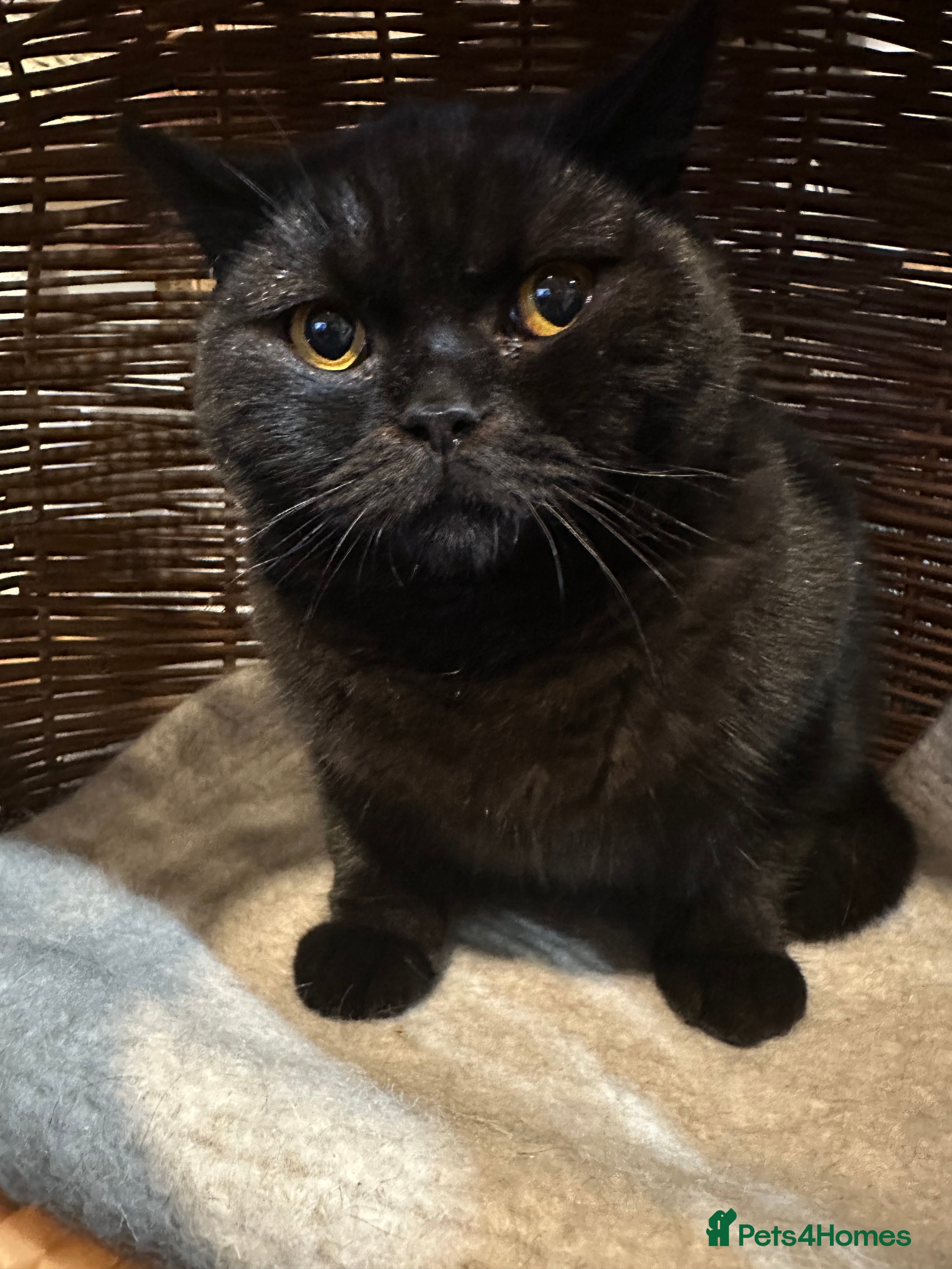 British Shorthair cats GCCF Registered British Short Hair Male  - Advert 6
