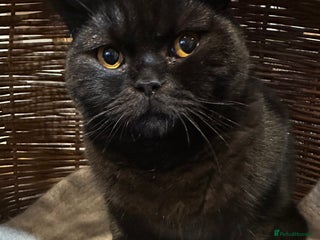 British Shorthair cats GCCF Registered British Short Hair Male - Advert 18