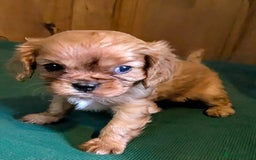 Cavalier King Charles Spaniel dogs for sale: Stunning Deep Ruby Cavalier king Charles puppies  - Image 14