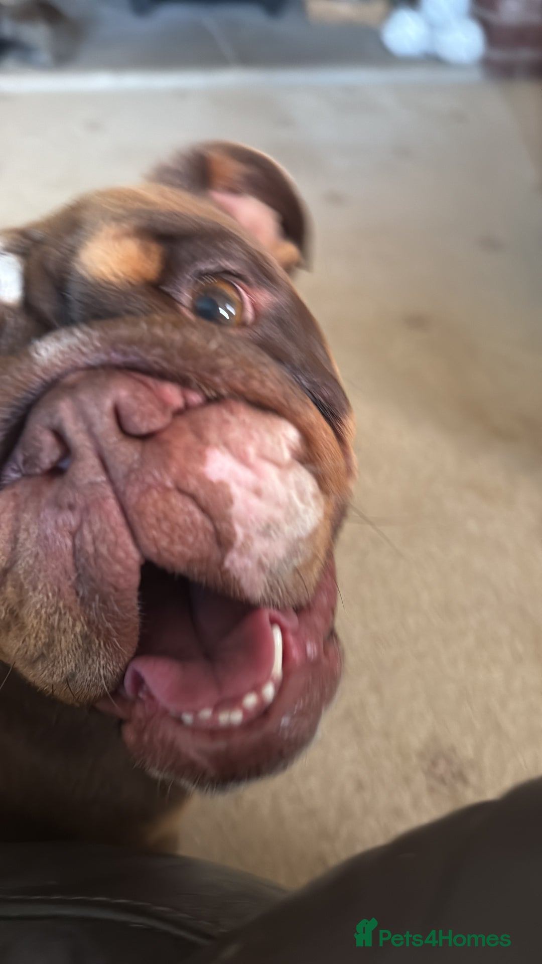 English Bulldog dogs for sale: 💕 Beautiful English Bulldog - Image 7