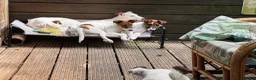 Fox Terrier dogs for sale: Pickle  in Braintree - Advert 4