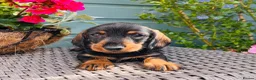 Dachshund dogs for sale: 🐾🌿 KC Registered Teckel Dachshund Litter 🌿🐾 - Advert 25