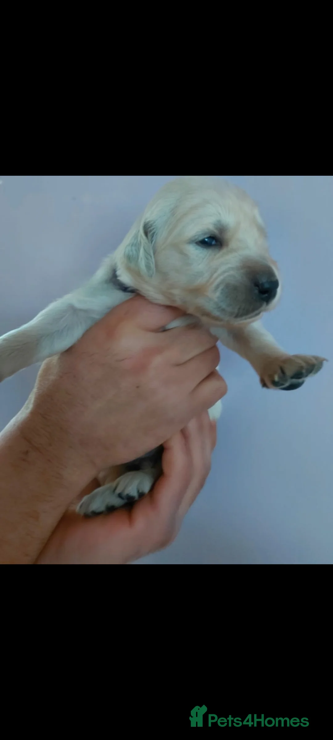 Golden Retriever dogs for sale: Golden retriever pups for sale  - Advert 7