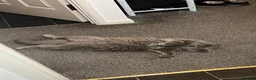 British Longhair cats for sale: British longhair - Advert 13
