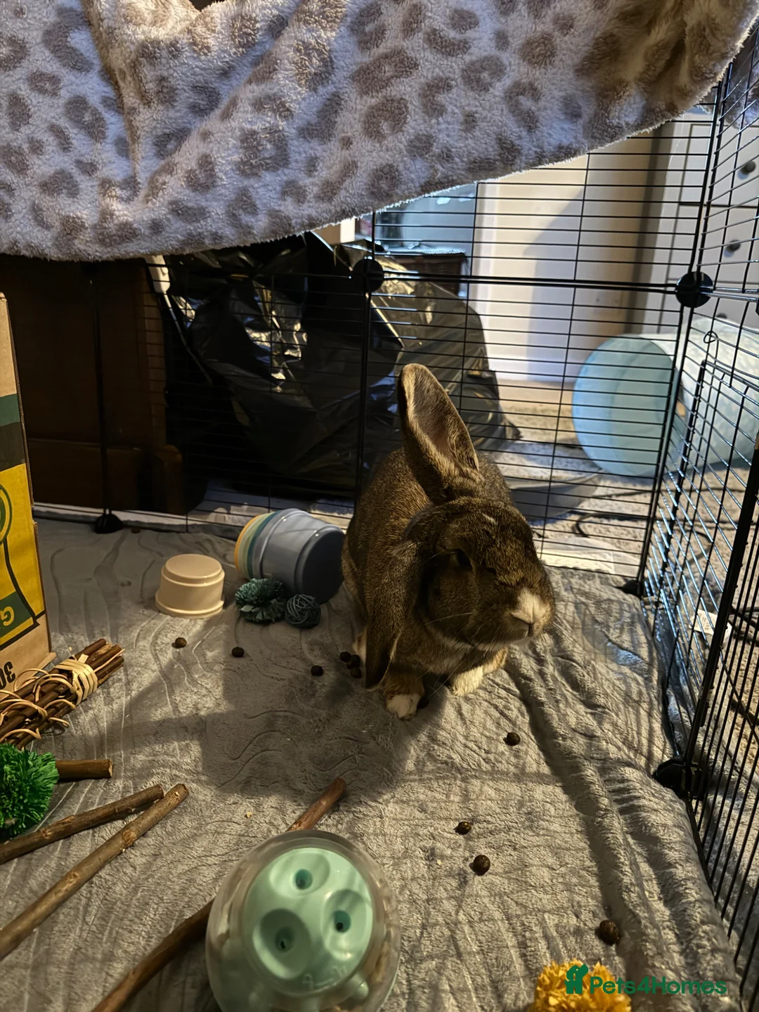 Mixed Breed rabbits for sale: 2 Female Rabbits For Sale  - Advert 1