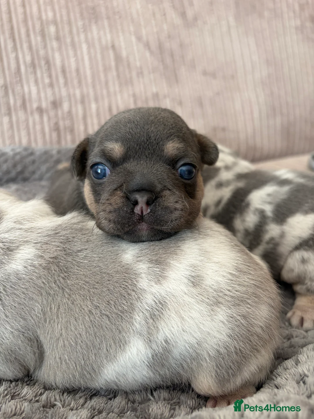 French Bulldog dogs for sale: French bulldog Beautiful lilac/tan   - Advert 2