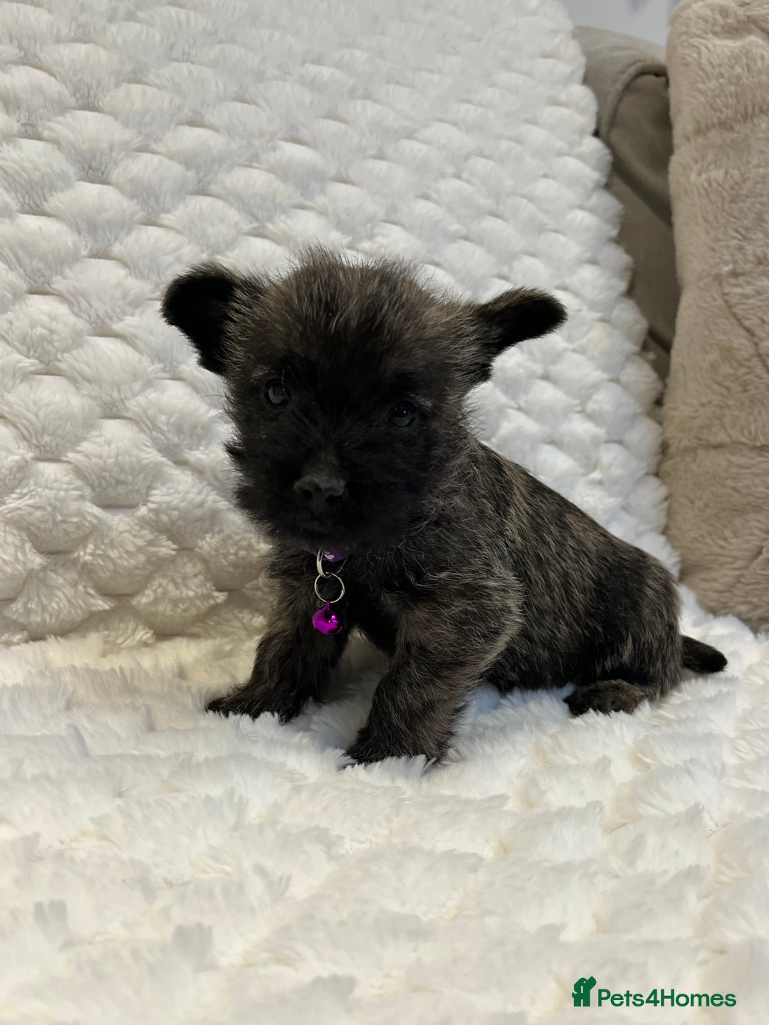Cairn Terrier dogs for sale: Cairn terrier puppies  - Advert 16