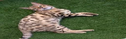 Bengal cats for sale: 2 Bengal kittens  - Advert 3