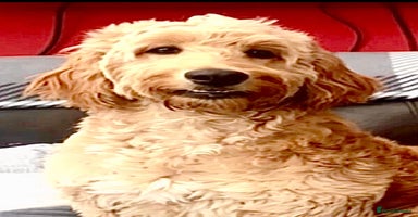 Irish Doodle dogs - Advert 5