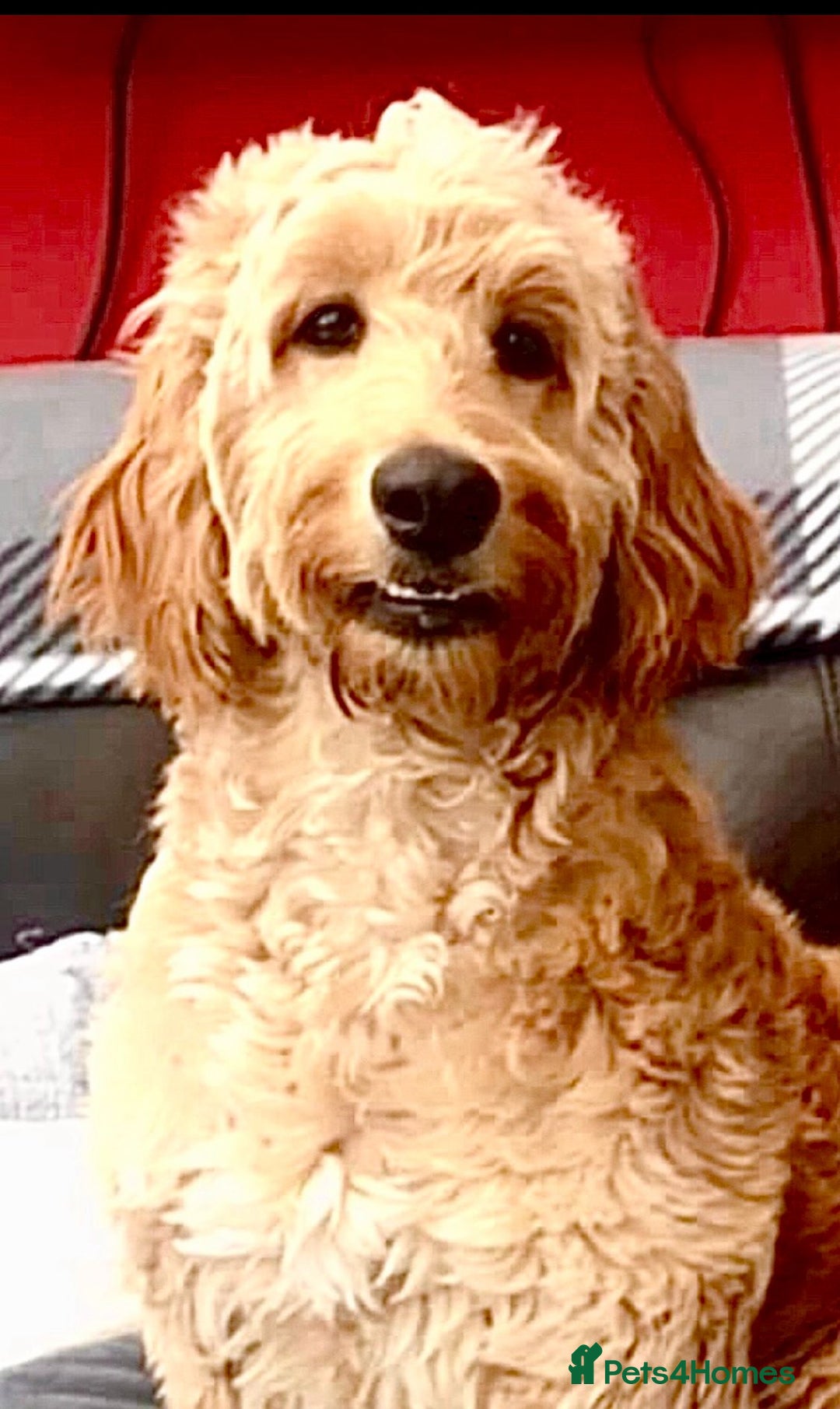 Irish Doodle dogs for stud: Max for stud  - Image 2