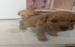 Cockapoo dogs for sale: 2 boys 2 girl Cockapoo puppy’s  - Image 6