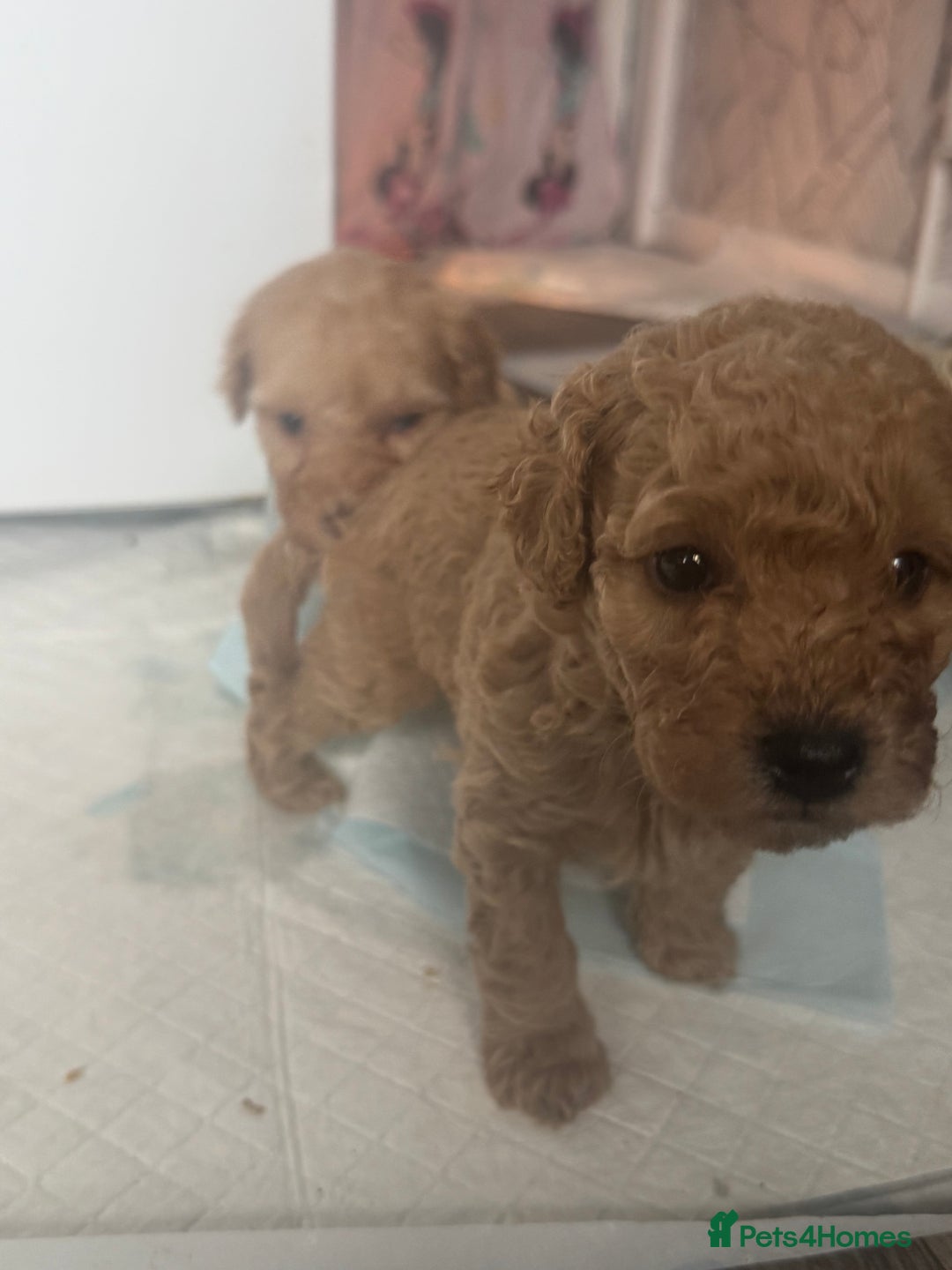 Cockapoo dogs for sale: 2 boys 2 girl Cockapoo puppy’s  - Image 6