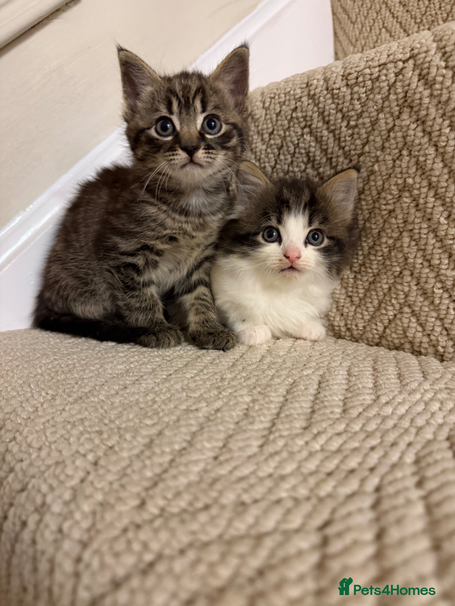 Mixed Breed cats kittens 8 weeks Ready to leave - Advert 7
