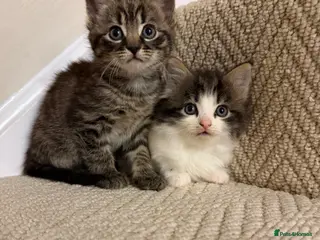 Mixed Breed cats kittens 8 weeks Ready to leave - Advert 7