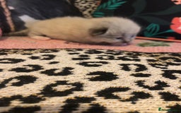 Ragdoll cats for sale: Ragdoll kittens  - Image 4