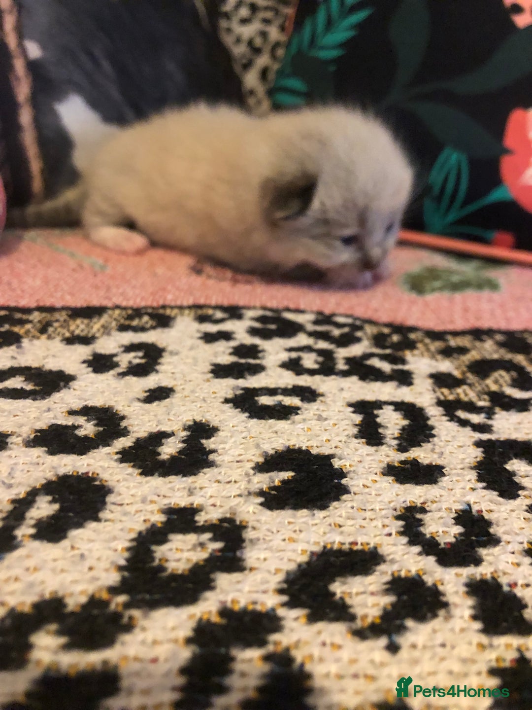 Ragdoll cats for sale: Ragdoll kittens  - Image 4