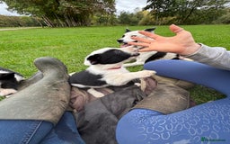 Border Collie dogs for sale: Border collies puppies - Image 19