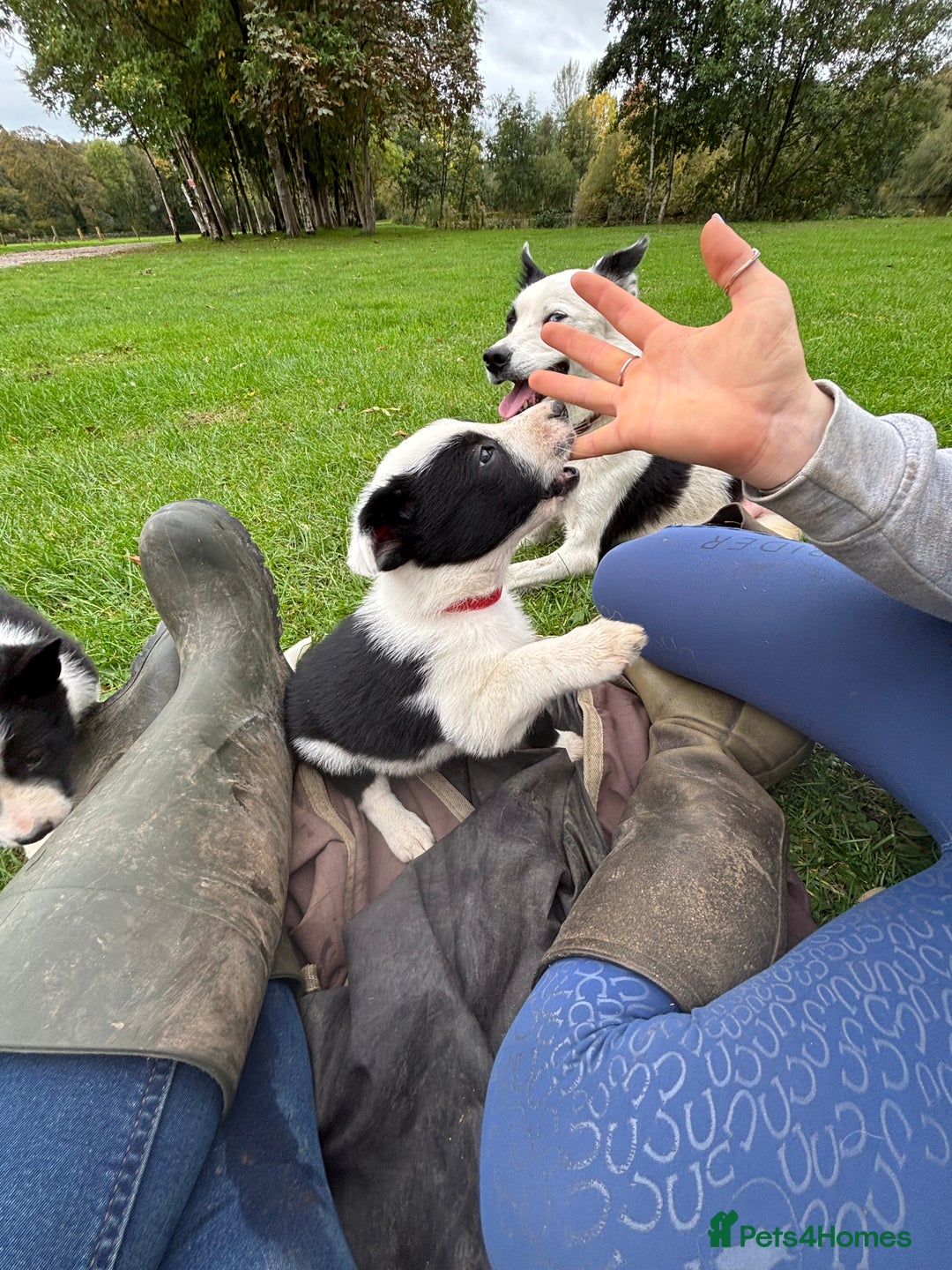 Border Collie dogs for sale: Border collies puppies - Image 19