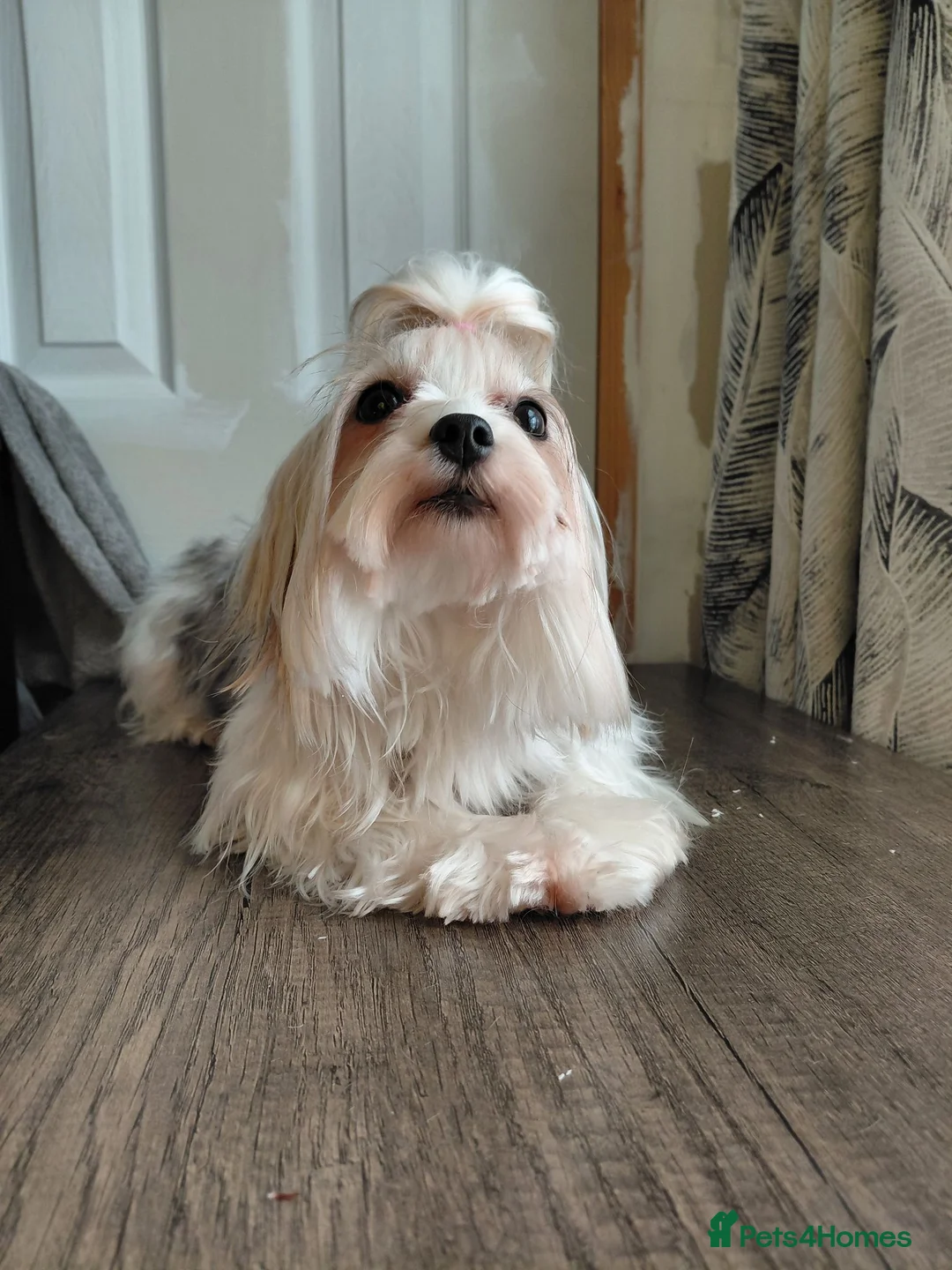 Biewer Terrier dogs for sale: Stunning Biewer Terrier puppies-Well-Trained  - Advert 2