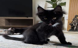 Maine Coon cats for sale: Reduced due to holiday! GCCF Reg Maine Coons - Image 2