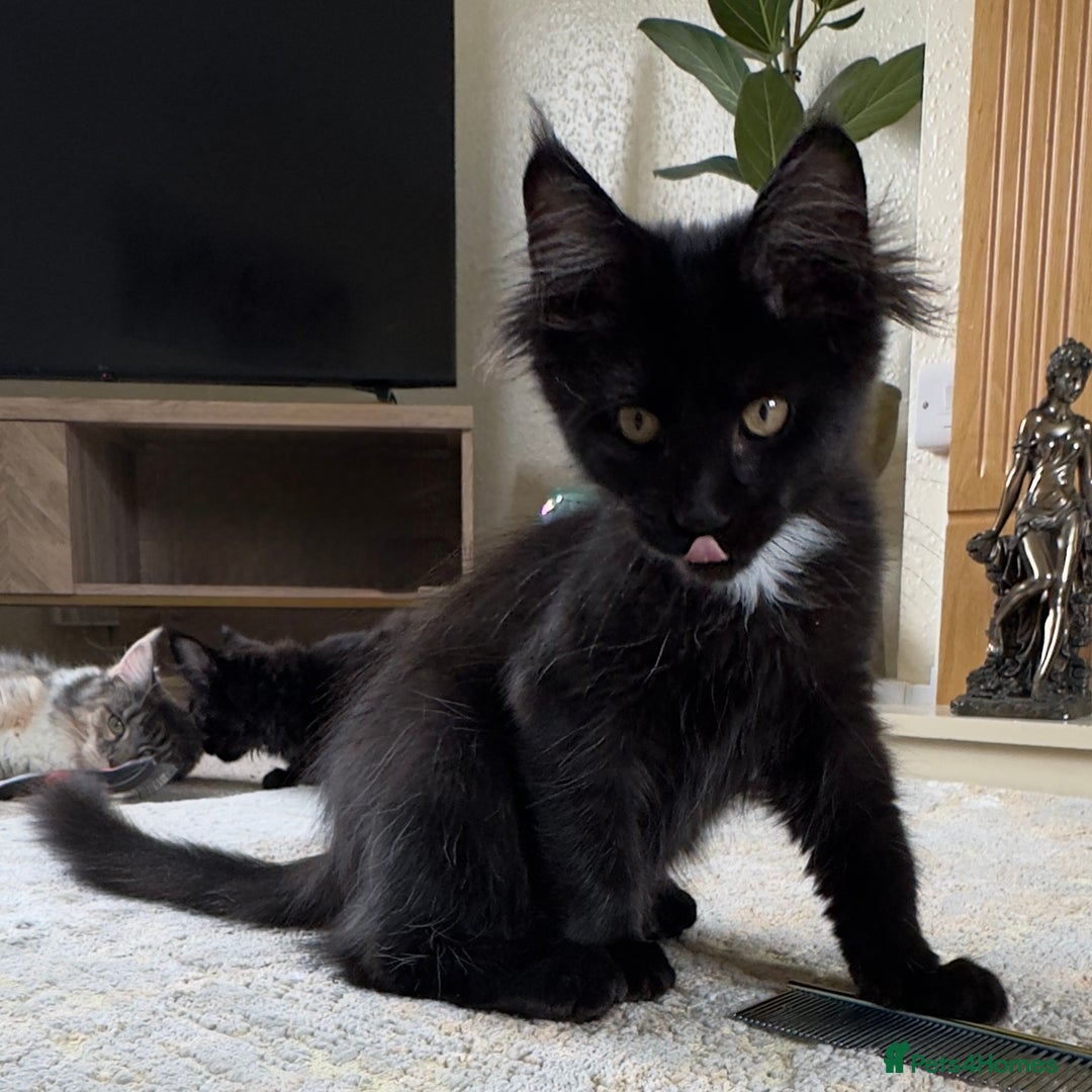 Maine Coon cats for sale: Reduced due to holiday! GCCF Reg Maine Coons - Image 2