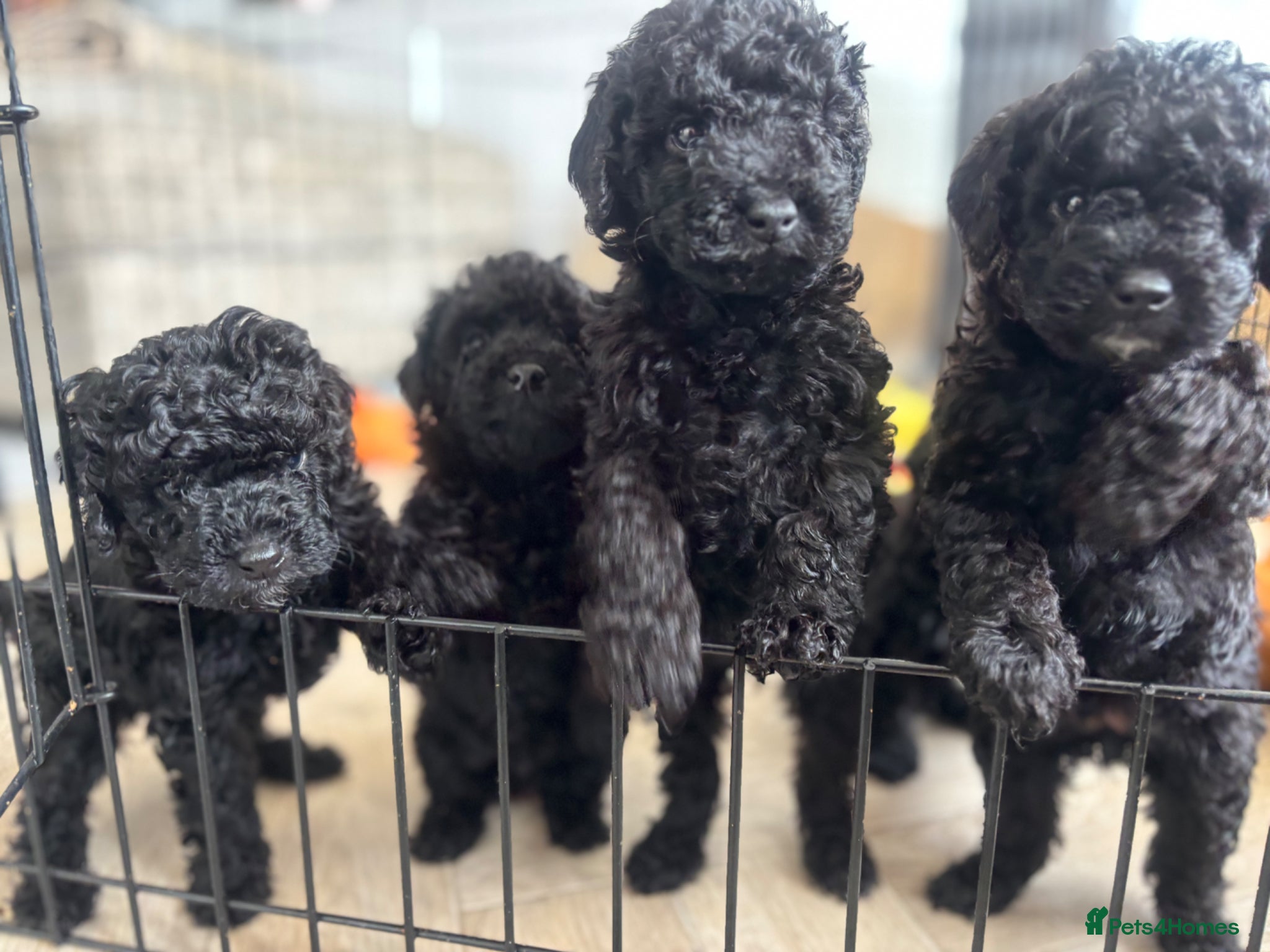 Cockapoo dogs Beautiful F1b Cockapoo puppies  - Advert 1
