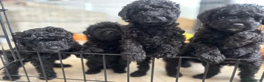 Cockapoo Puppy 4