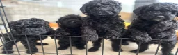 Cockapoo dogs for sale: Beautiful F1b Cockapoo puppies  - Advert 1