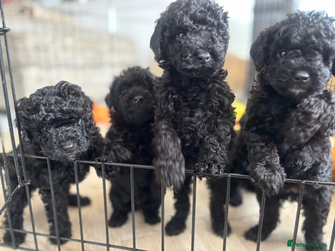 Cockapoo dogs for sale: Beautiful F1b Cockapoo puppies  - Advert 1