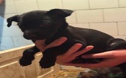 Belgian Shepherd Dog dogs for sale: Malinois Pups. Intentionally Bred as family dogs - Advert 9