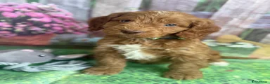 Cockapoo Puppy 1