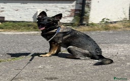 German Shepherd dogs for sale: Female German shepherd - Image 6