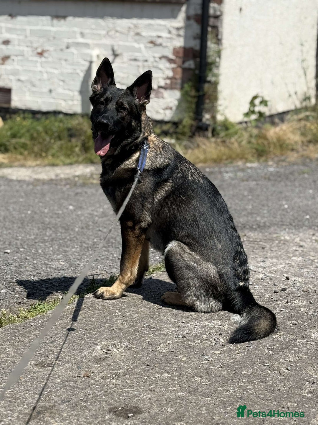 German Shepherd dogs for sale: Female German shepherd - Image 6