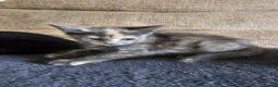 Mixed Breed cats for sale: Adorable grey kittens for sale - Advert 9