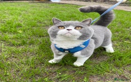 British Shorthair cats for sale: GCCF Bi-colour Blue and white BSH - Image 24