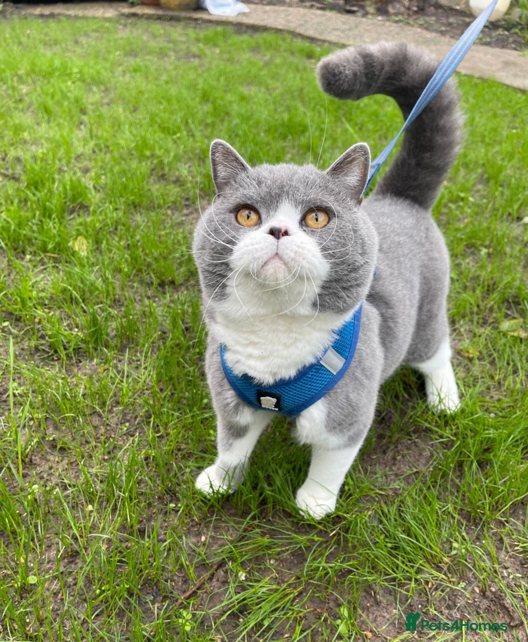 British Shorthair cats for sale: GCCF Bi-colour Blue and white BSH - Image 24