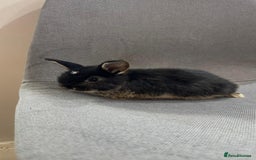 Mini Lop rabbits for sale: Adorable mini lop baby rabbits - Image 4