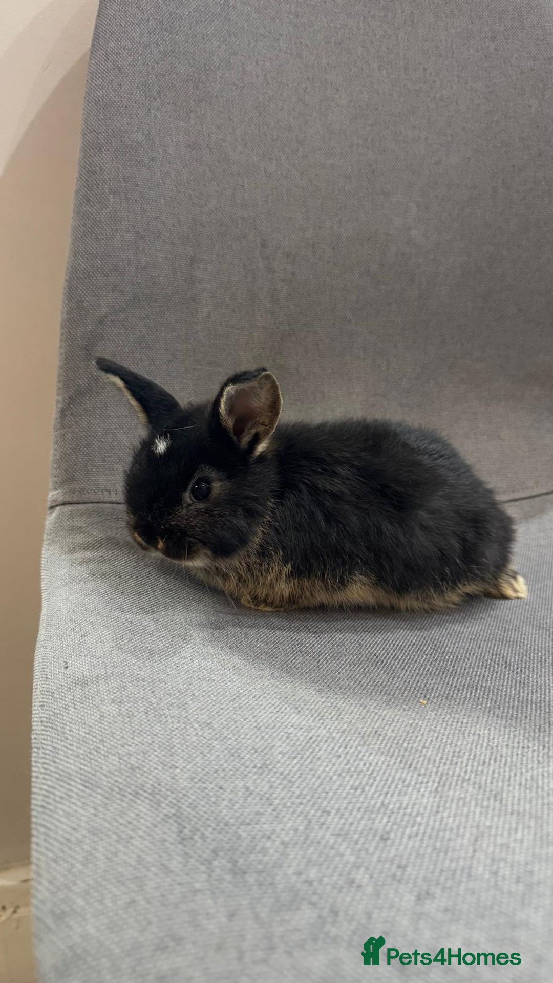 Mini Lop rabbits for sale: Adorable mini lop baby rabbits - Image 4