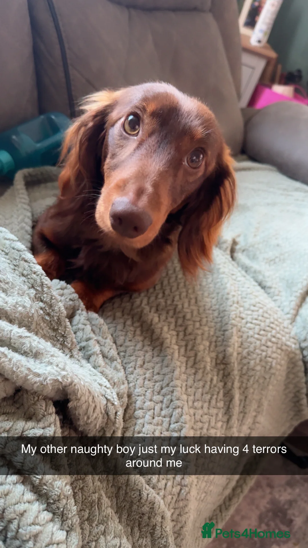 Miniature Dachshund dogs for stud: Miniature long haired dachshund  - Advert 4