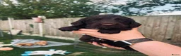 Cocker Spaniel dogs for sale: Stunning Cocker Spaniel puppies  - Advert 2