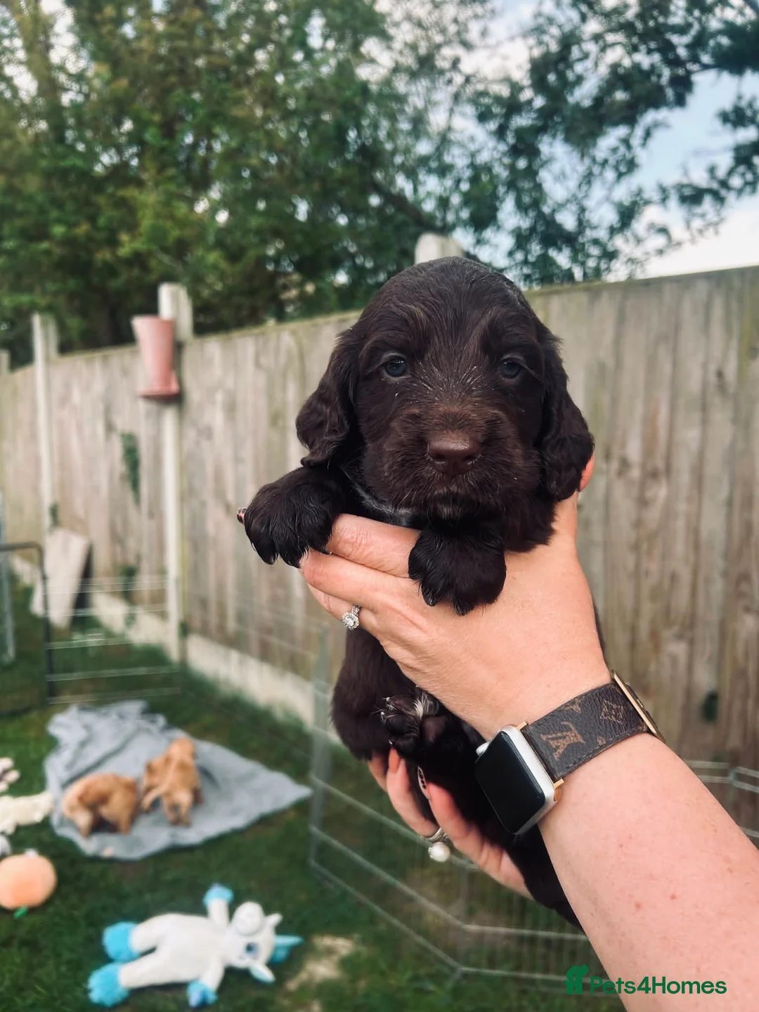 Cocker Spaniel dogs for sale: Stunning Cocker Spaniel puppies  - Advert 2