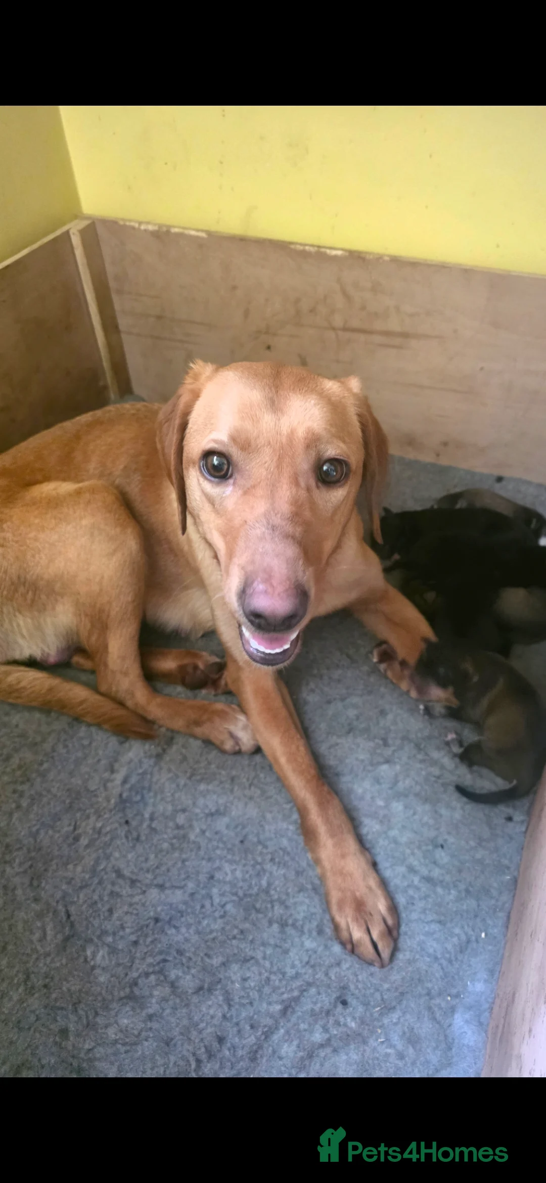 Labrador Retriever dogs for sale: Labrador Mix RedFoxLabrador-X-SibeH - Advert 1