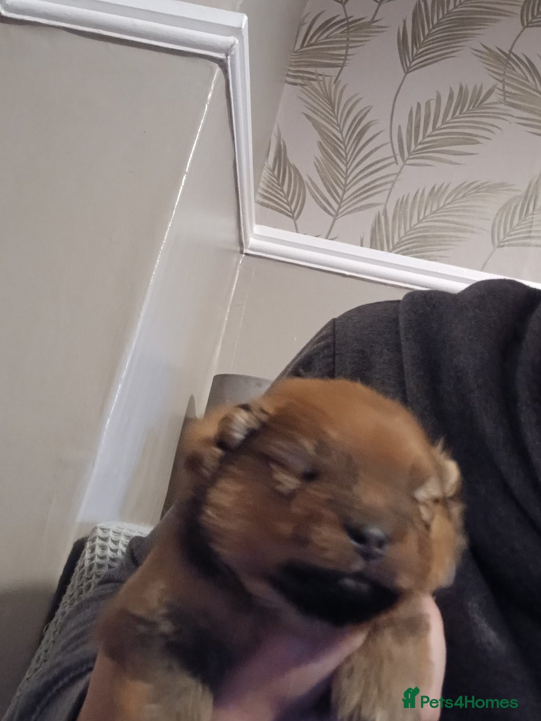 Pomeranian dogs for sale: Pomerian pups  - Image 10