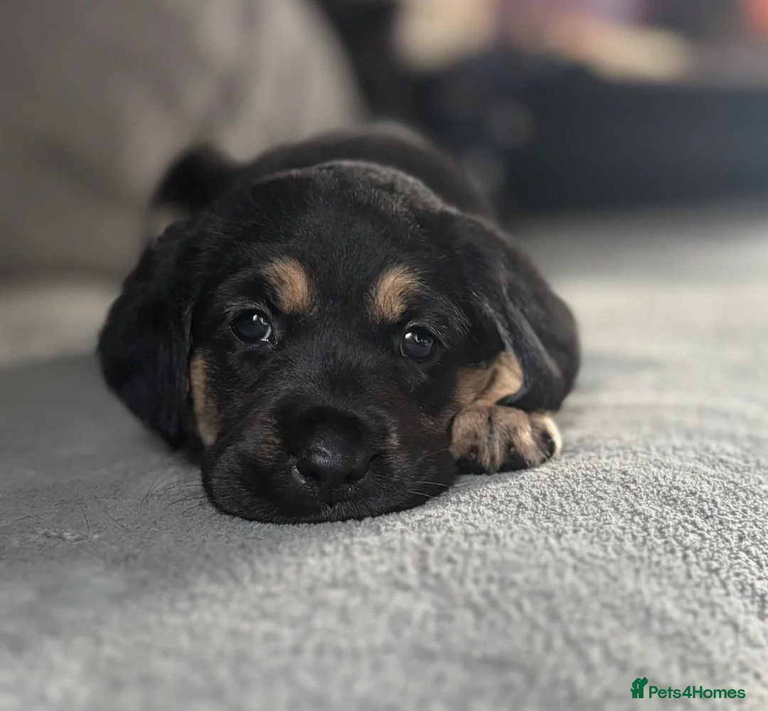Goldador dogs for sale: Stunning Black Lab/Golden Retriever Puppies - Advert 19